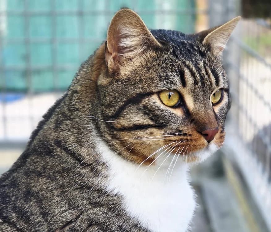 Ouistiti, male mixed breed for adoption at Lyon