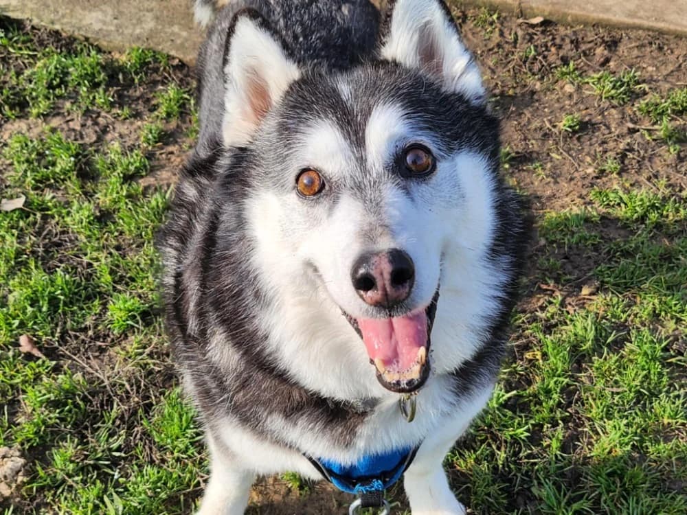 ARIA, Husky (SPA Tours (Luynes))