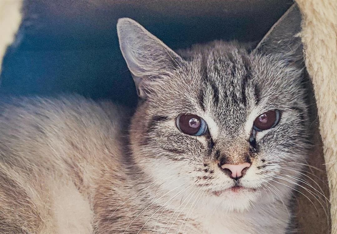 Arizona, Siamese (SPA Albi (Le Garric))
