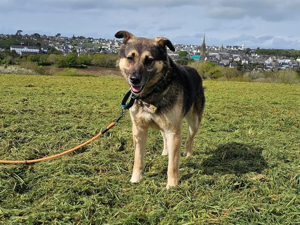 OLIVER, Mixed Breed (SPA Redon)