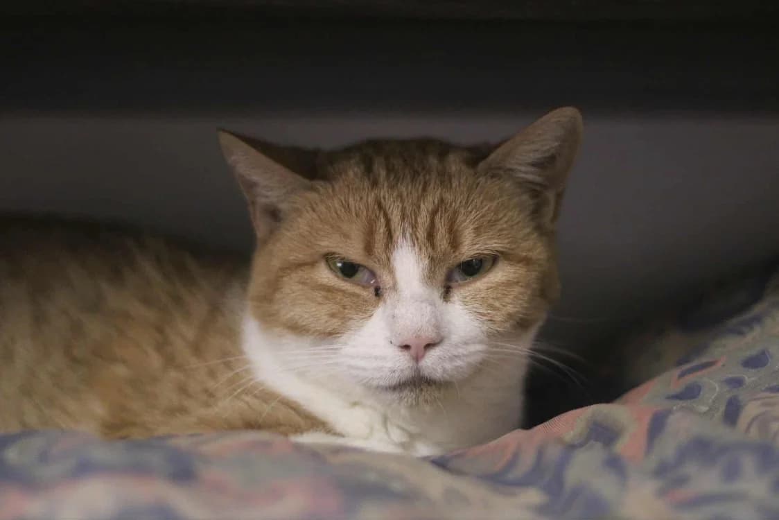 Lucette, female mixed breed for adoption at Albi