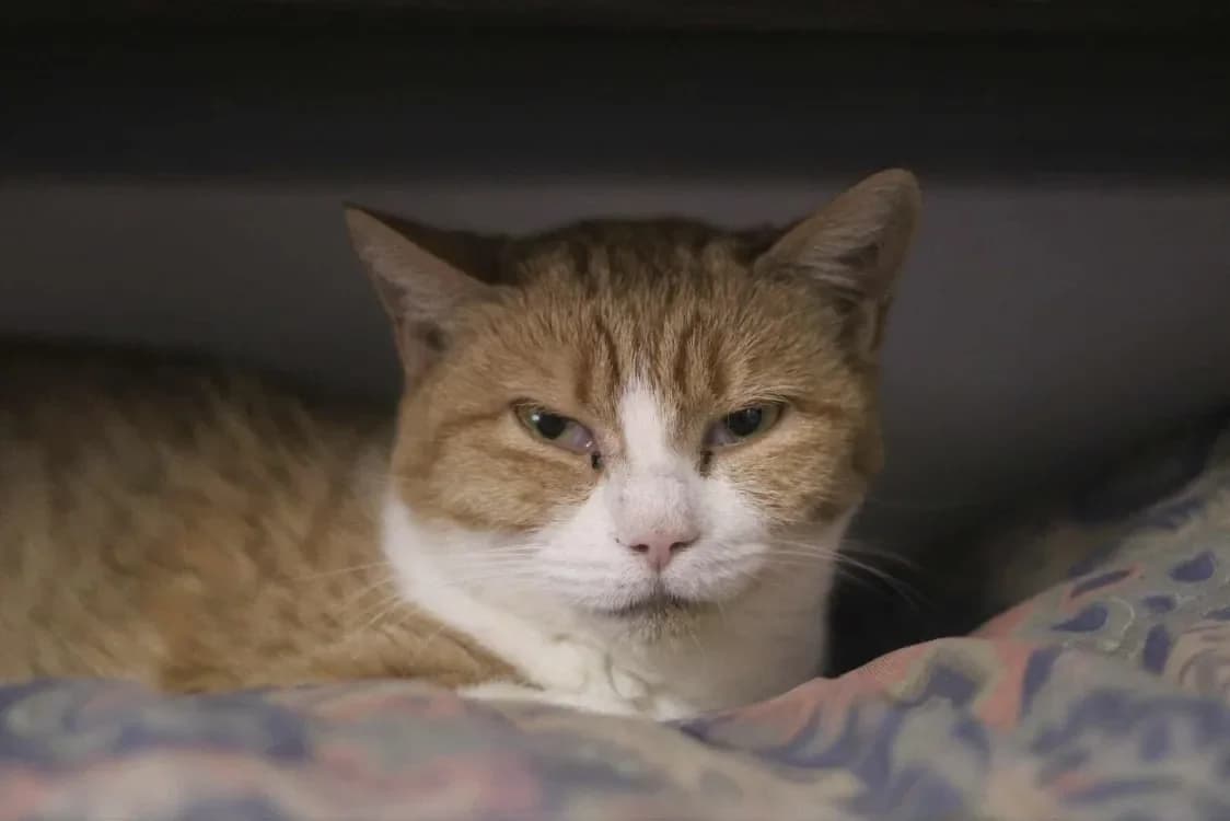 Lucette, female mixed breed for adoption at Le Garric), Albi photo 2