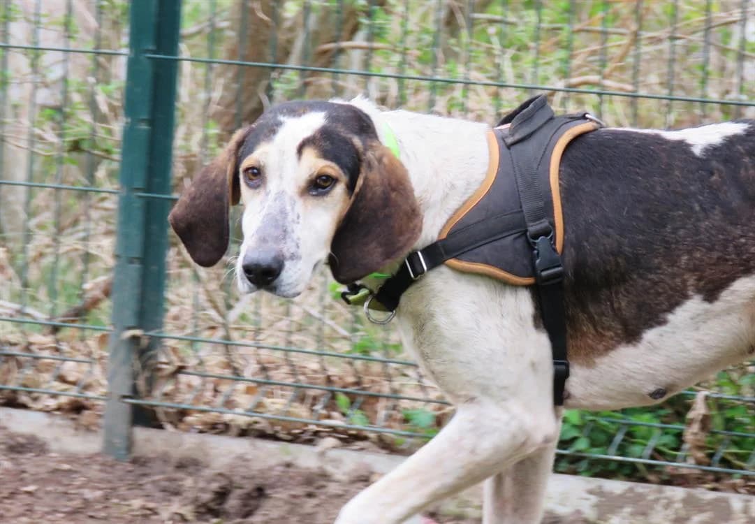 BOBBY (réservé), male mixed breed for adoption at SPA Mont-de-Marsan, De Marsan
