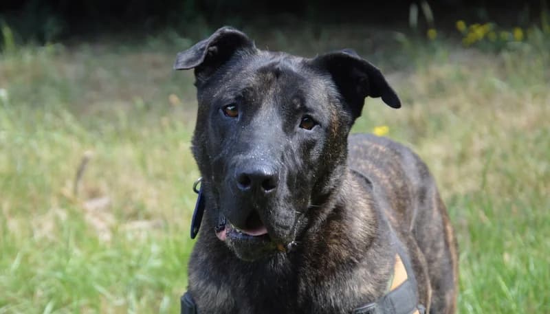 KARABASH CHAO, Mixed Breed (SPA Chamarande)