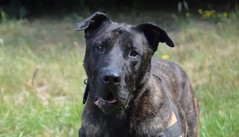 KARABASH CHAO photo 2