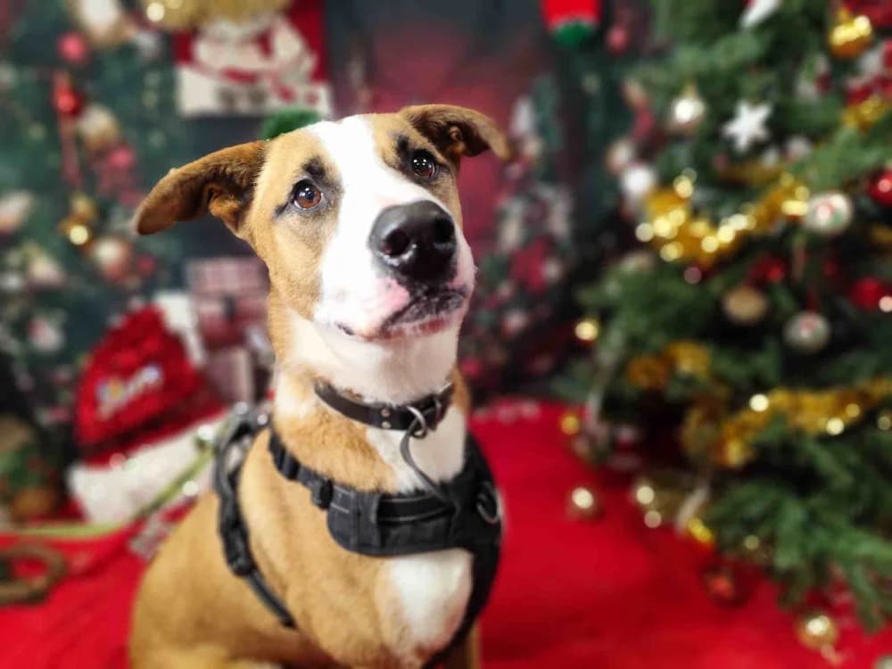 FOXY VAA, male 6yo Mixed Breed for adoption at SPA Vaux-le-Pénil, Vaux-le-Pénil