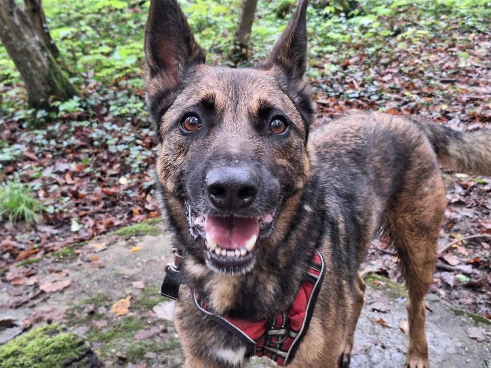 LEWIS, male 7yo Belgian Malinois for adoption at SPA Thionville, Thionville