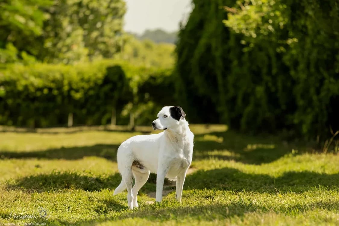 Choubaka, male 7yo Mixed Breed for adoption at SPA Cabourg, Cabourg