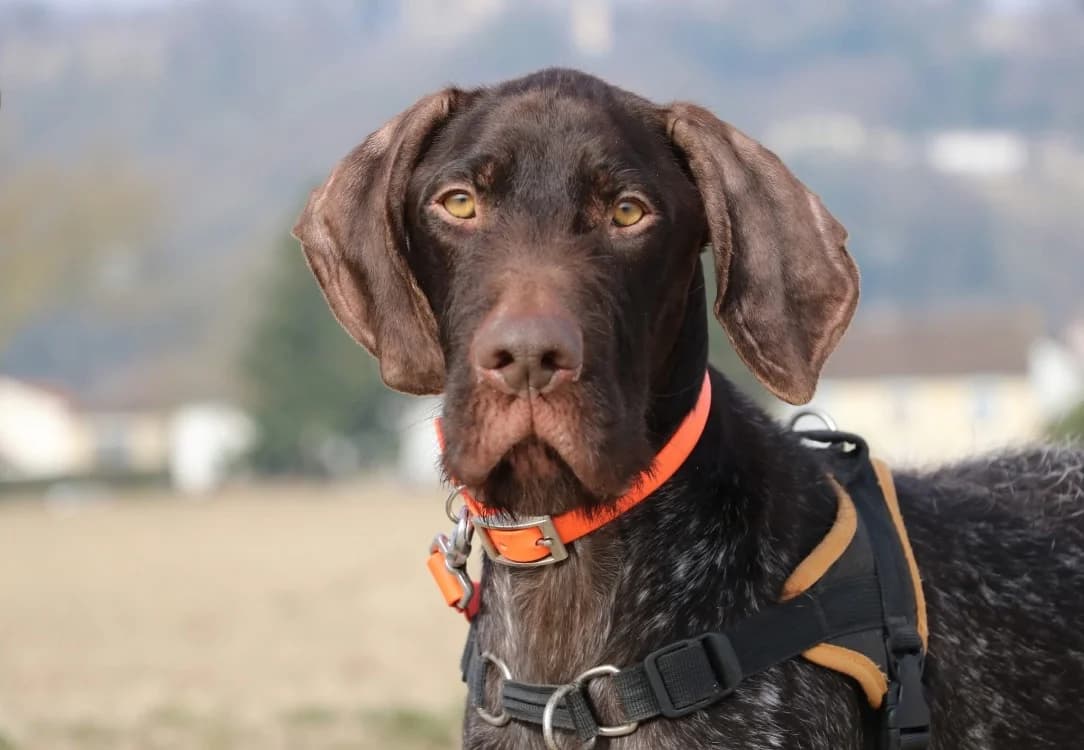 VICK, German Shorthaired Pointer (SPA Laon)