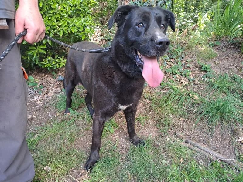 UGO, male 7yo Mixed Breed for adoption at SPA Inzinzac-Lochrist, Inzinzac