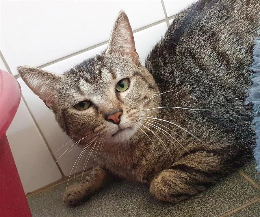 Pélican, male mixed breed for adoption at SPA Plouhinec, Plouhinec