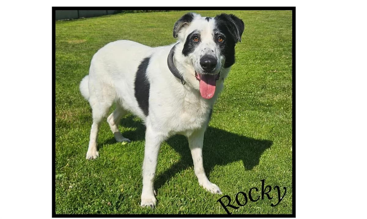 Rocky, German Shepherd (SPA Cherbourg (Cotentin))