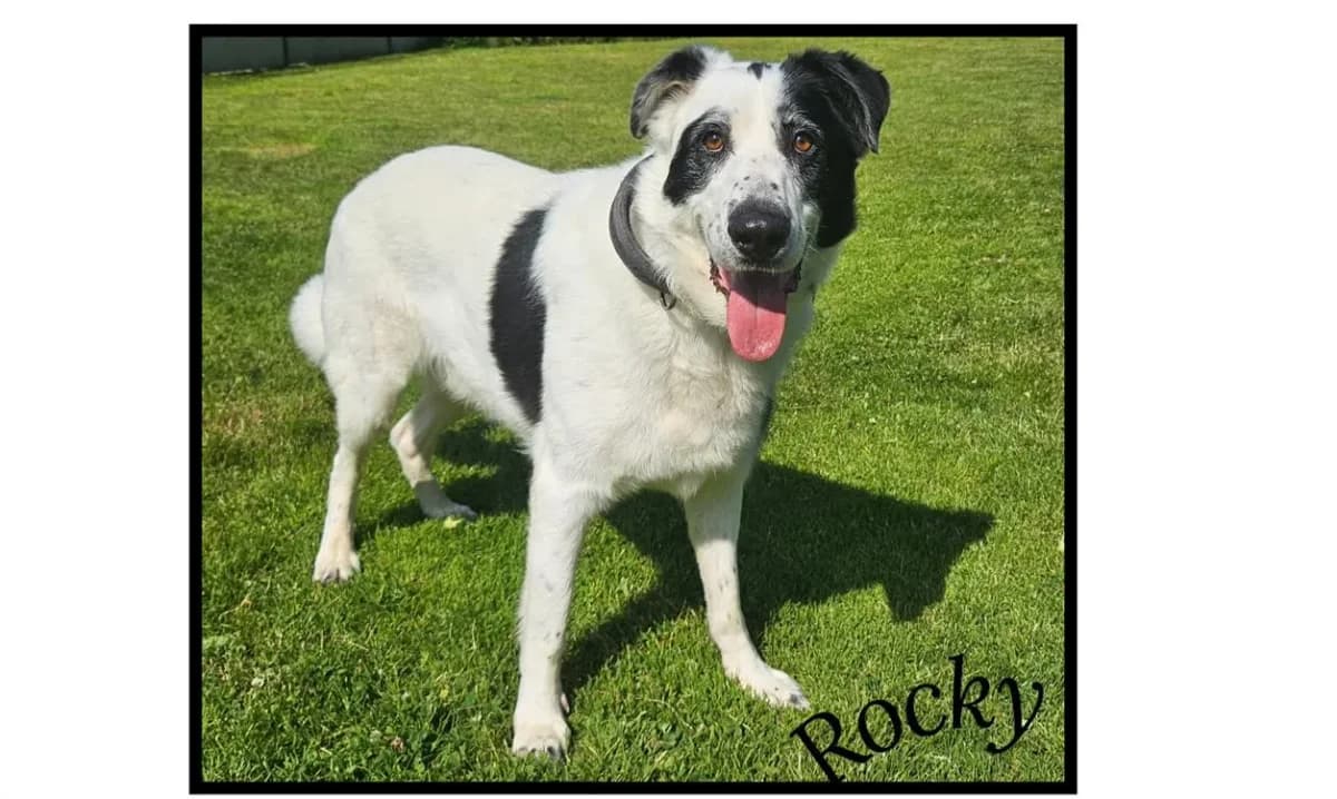 Rocky photo 2