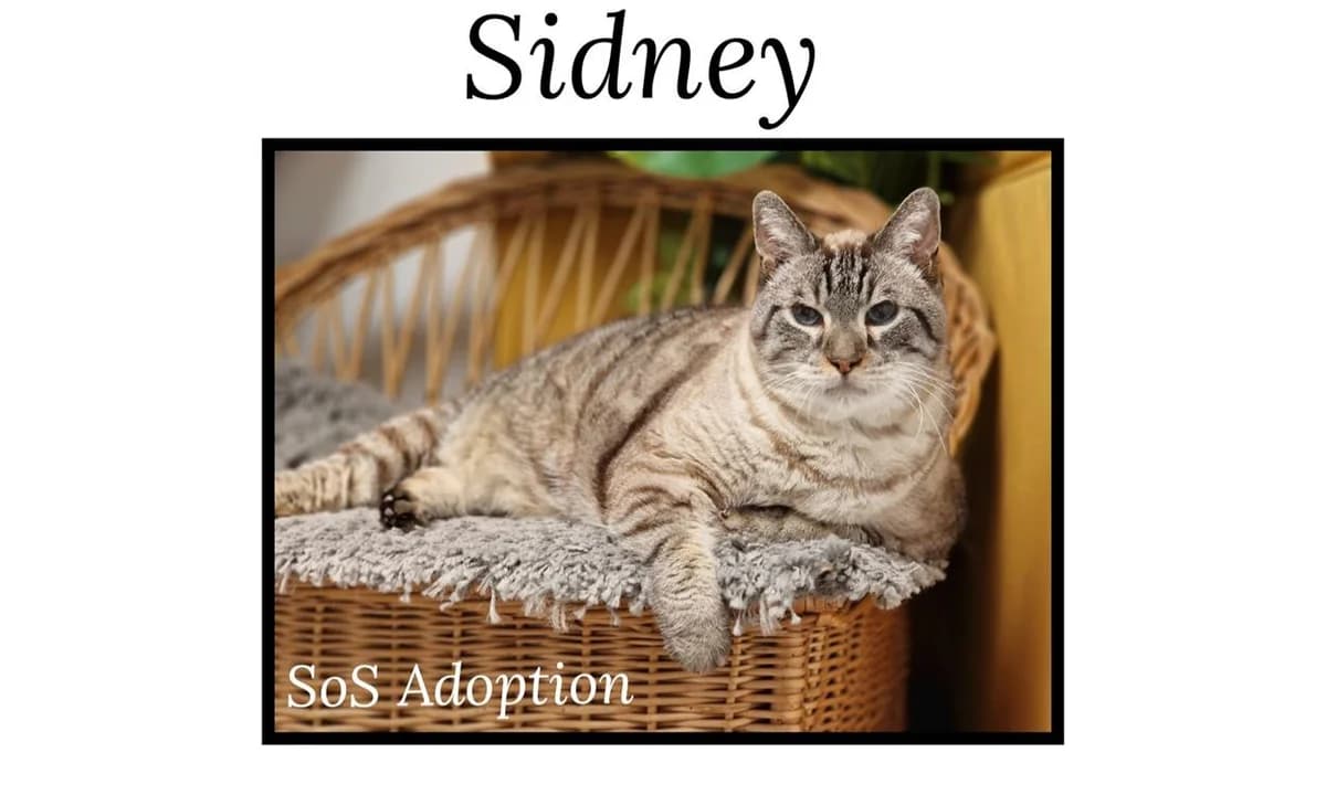 SIDNEY, Siamese (SPA Cherbourg (Cotentin))
