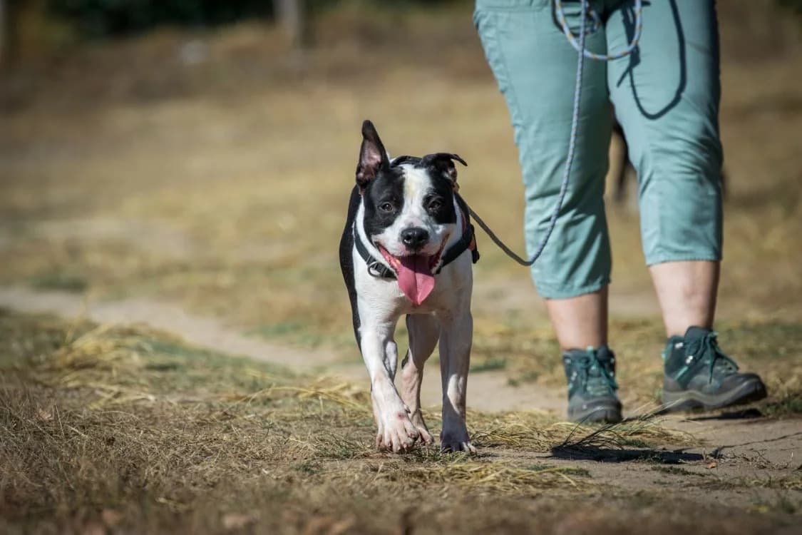 Cajou, male 5yo mixed breed for adoption at Maison SPA), Maison