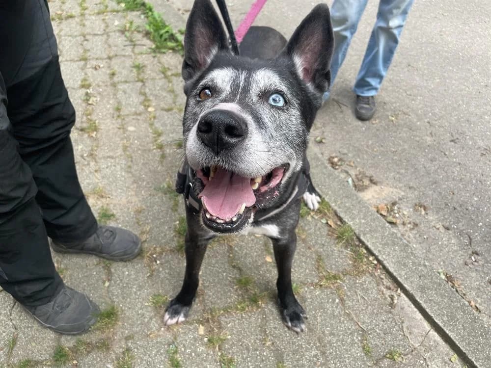 ORASS, male senior Mixed Breed for adoption at SPA Forbach, Forbach