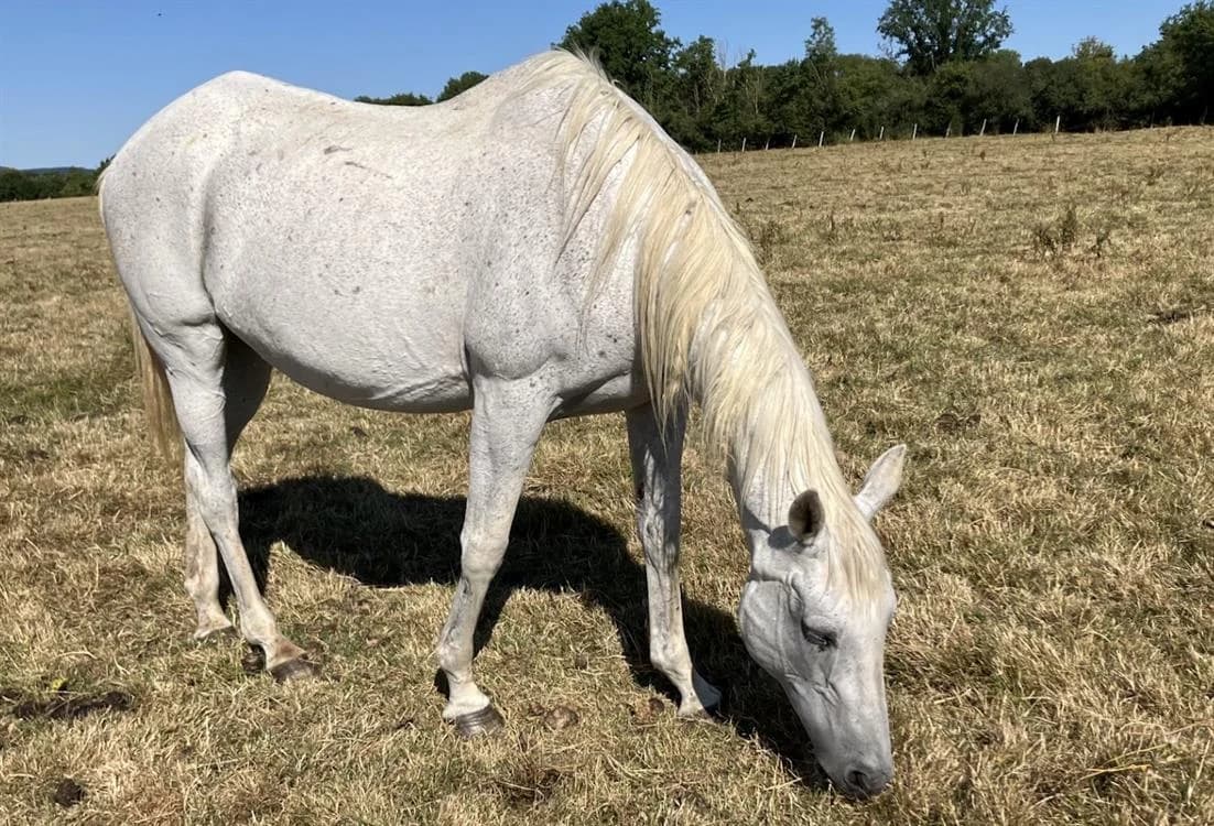 ETOILE GOUVILLAISE, female senior mixed breed for adoption at SPA Grand Refuge de Pervenchères, Pervencheres