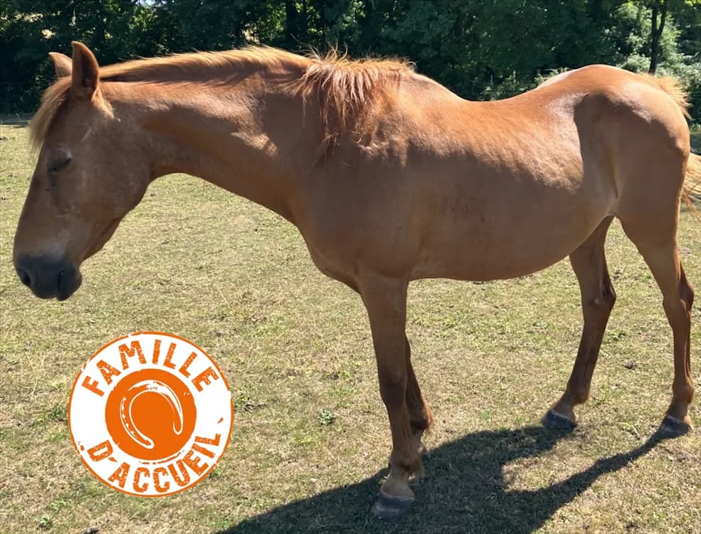 ISATYS 22, female mixed breed for adoption at SPA Grand Refuge de Pervenchères, Pervencheres