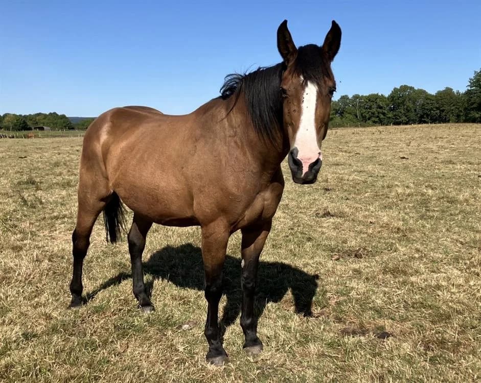 TOUNDRA, female mixed breed for adoption at SPA Grand Refuge de Pervenchères, Pervencheres