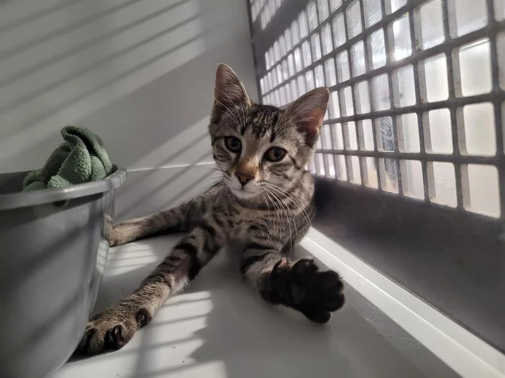 ELLA (réservée), female mixed breed for adoption at Nantes