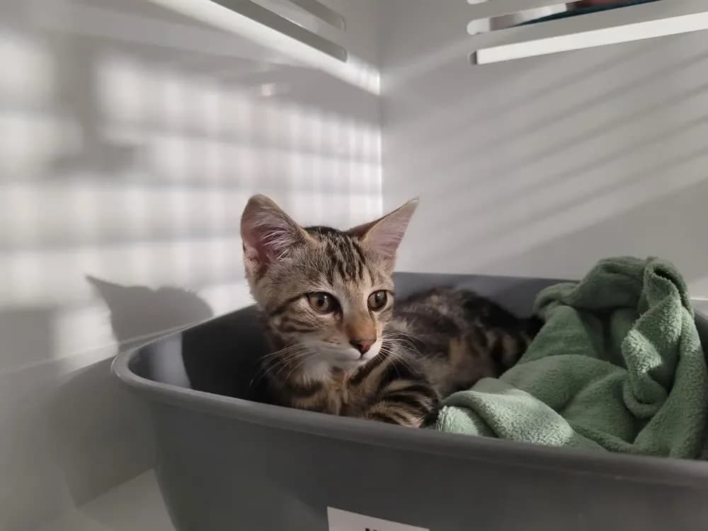 FITZGERALD (réservé), male mixed breed for adoption at Bouguenais), Nantes photo 2