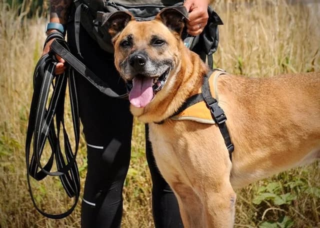 MARLEY, male senior Mixed Breed for adoption at SPA Hermeray, Hermeray