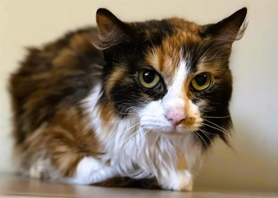 Calypso Cab4260 photo 2