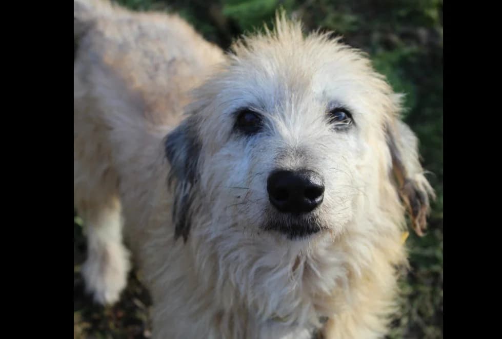 aron, male mixed breed for adoption at Chameyrat), Tulle