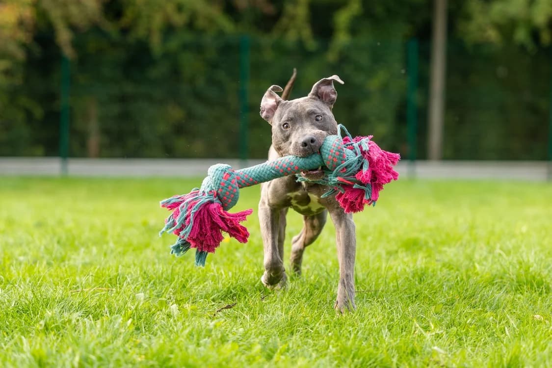 MAGNUM, Cane Corso (SPA Orgeval)