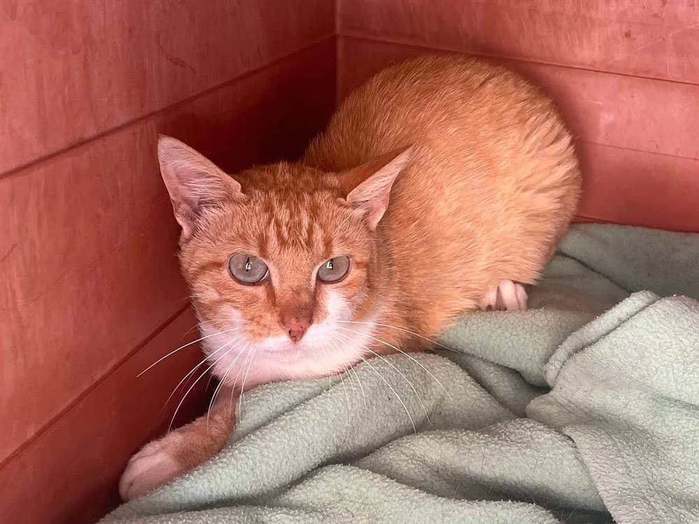 ROCO, male 7yo mixed breed for adoption at SPA Thionville, Thionville