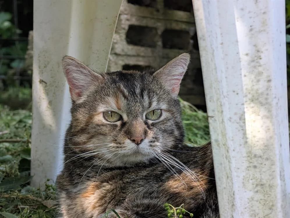 GRISETTE A16475, female senior mixed breed for adoption at SPA Orgeval, Orgeval