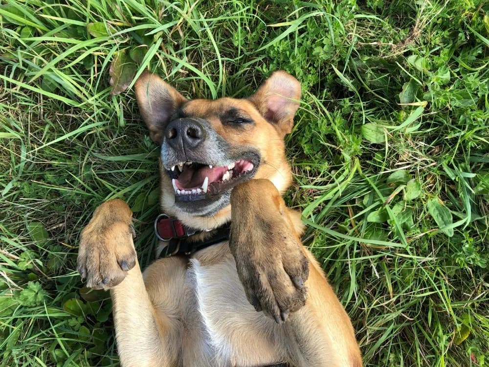 JUJU, male young Mixed Breed for adoption at SPA Plouhinec, Plouhinec