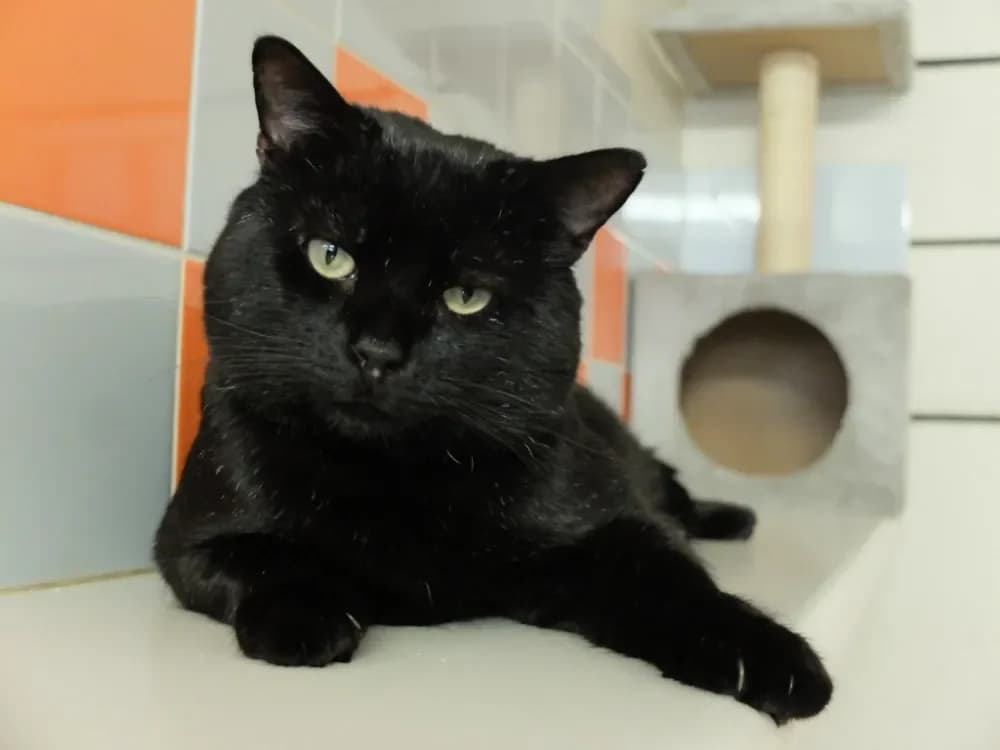 Cacio PAB27579 photo 2