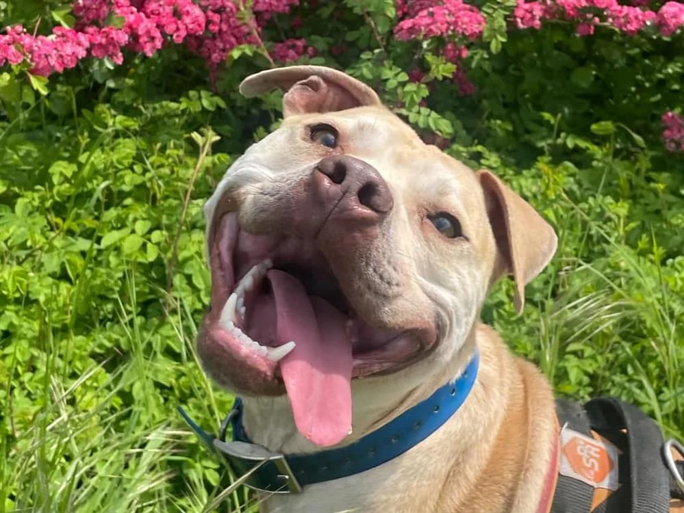 ATILA, male 3yo Mixed Breed for adoption at SPA Plaisir, Plaisir