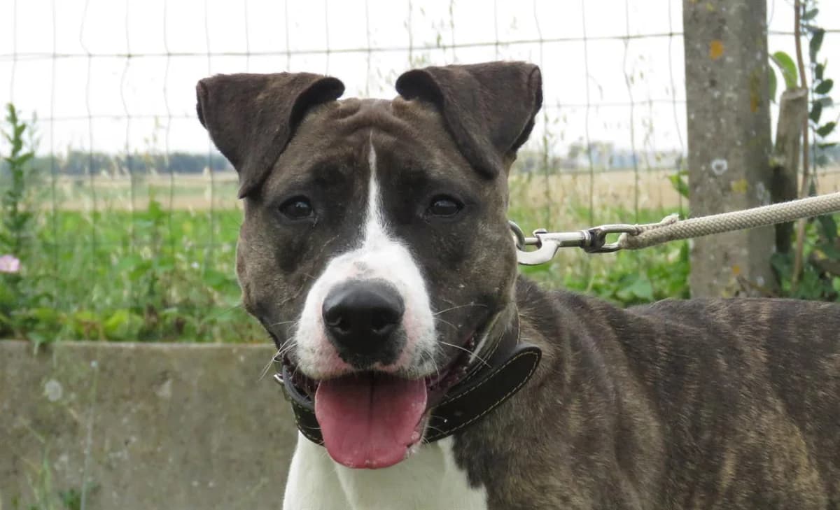 PUCCI, female mixed breed for adoption at SPA Chilleurs-aux-Bois, Chilleurs
