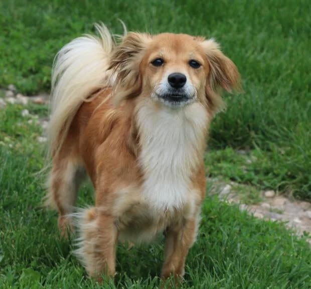 Snoopy, Mixed Breed (Fondation Brigitte Bardot)
