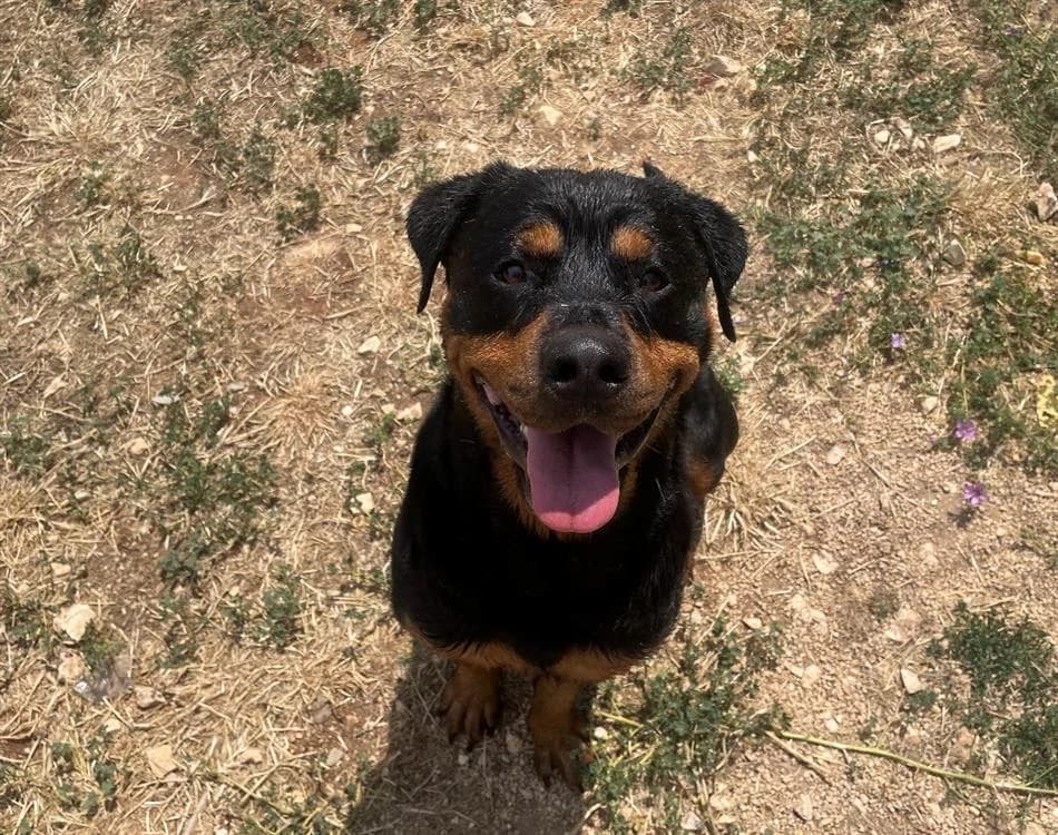 RAIKA, Rottweiler (Vallerargues))