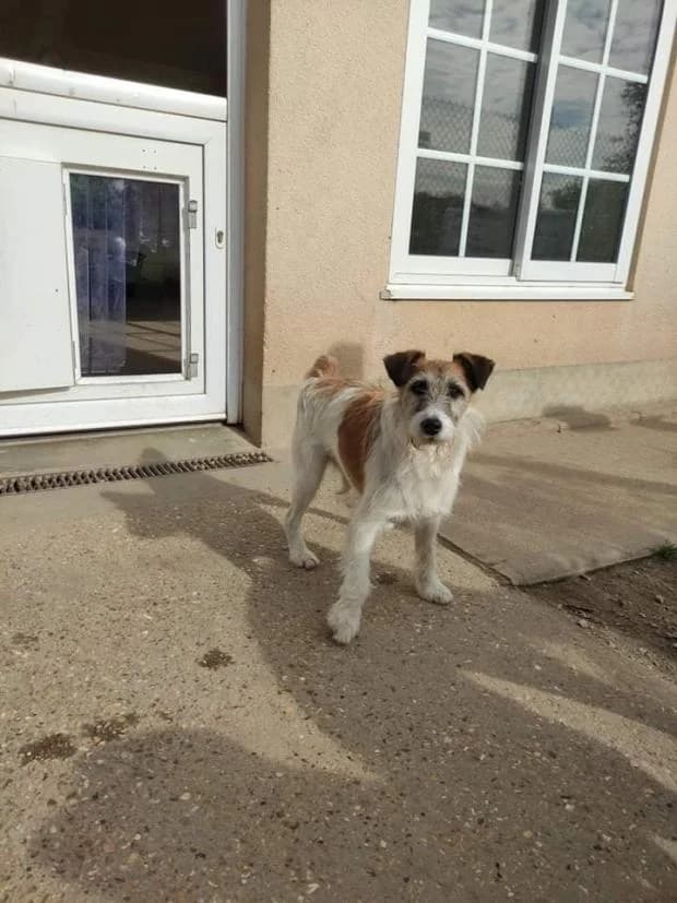 Meiko, Mixed Breed (Fondation Brigitte Bardot)