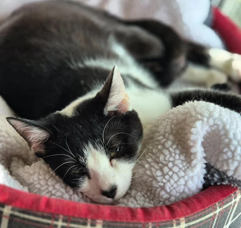 DROSOPHILE, male mixed breed for adoption at SPA Crozon, Crozon