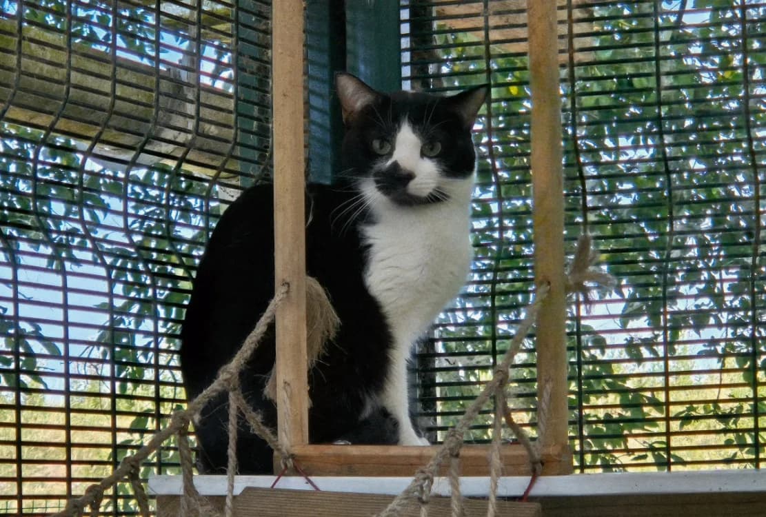 TENEBRIO, male mixed breed for adoption at SPA Crozon, Crozon