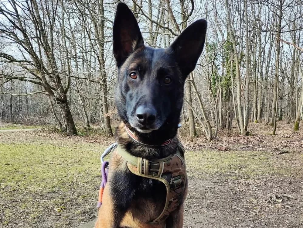 UGO PAA22926 photo 2