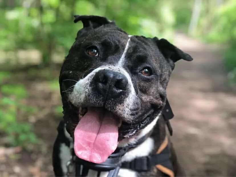 HADES (réservé), American Staffordshire Terrier (SPA Chilleurs-aux-Bois)