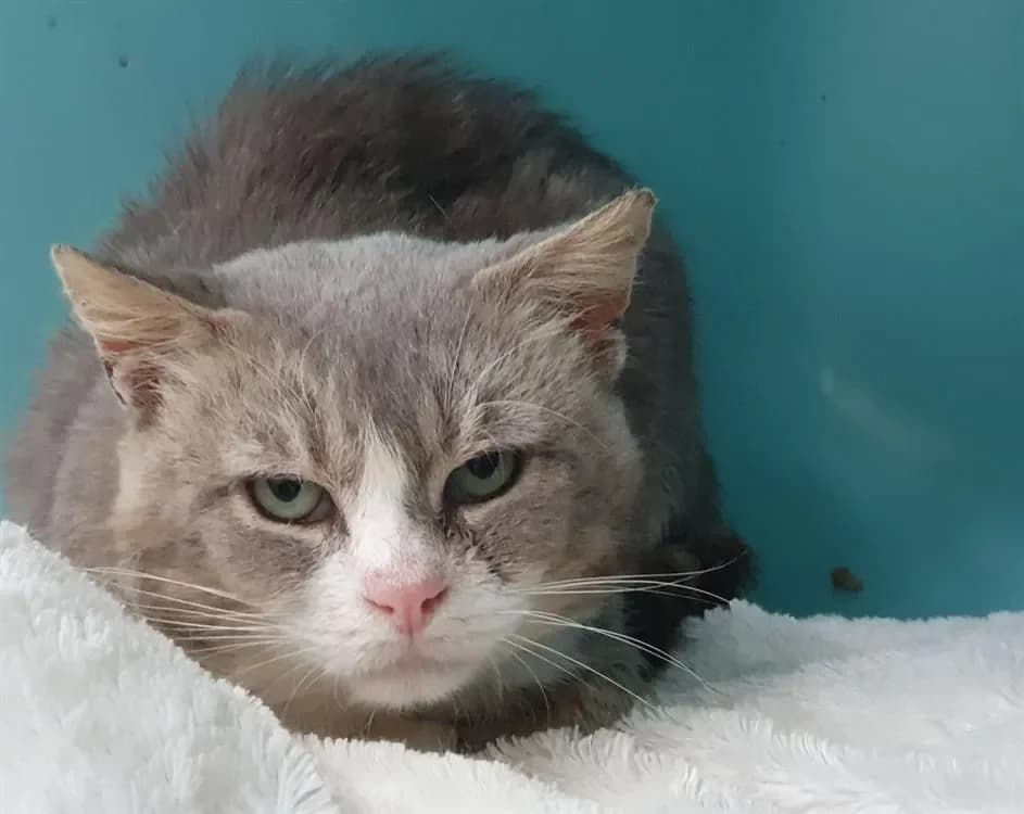 VERLAINE CHA photo 2