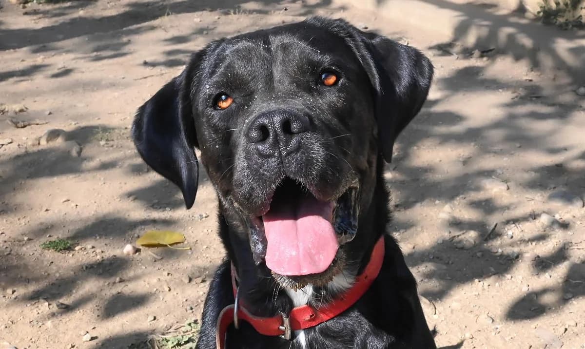 Etoile, Cane Corso (SPA Millau)