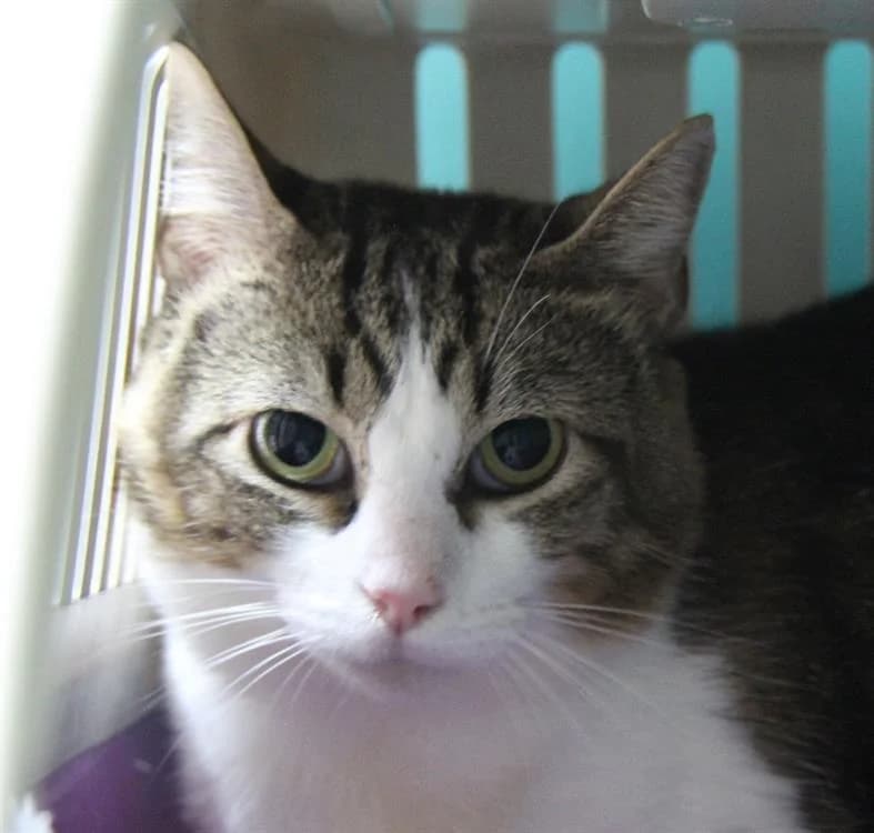 CARL, male mixed breed for adoption at SPA Mirepoix, Mirepoix