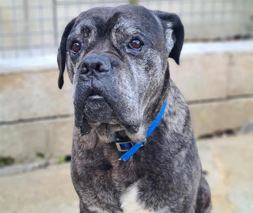 NITRO, male Cane Corso for adoption at SPA Troyes, Troyes