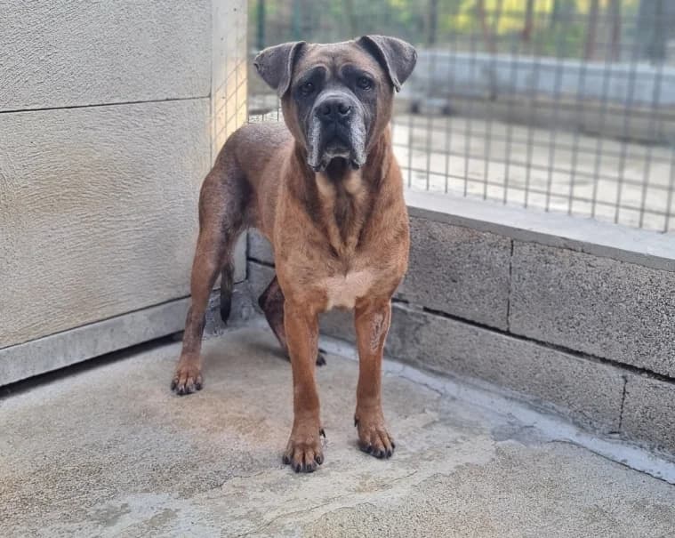 SISKA, Cane Corso (SPA Troyes)