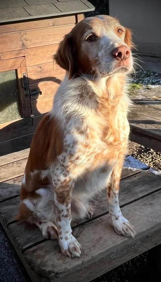 Oscar, male Brittany Spaniel for adoption at Fondation Brigitte Bardot, Paris