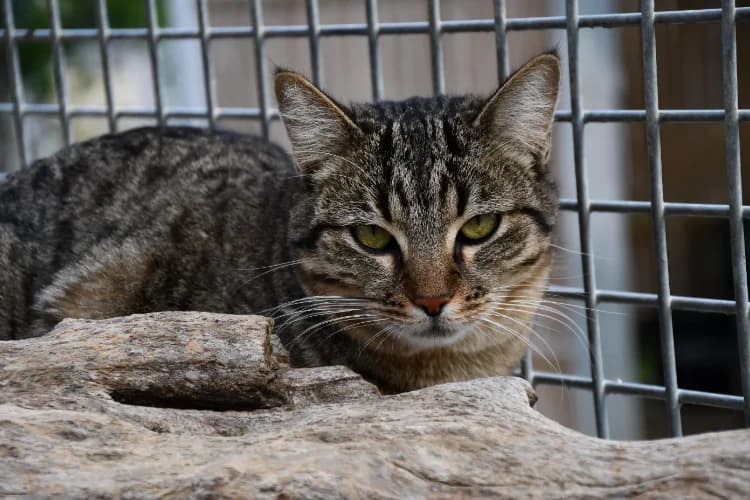 MOCHA, female 4yo mixed breed for adoption at SPA Perpignan, Perpignan