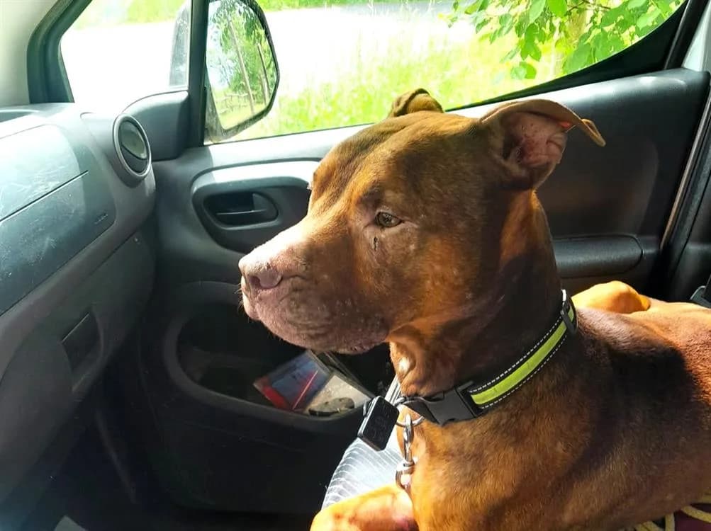 COOPER, male Mixed Breed for adoption at SPA Le Mans (Yvré-L'Évêque)